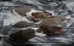 Miniature Dachshund dogs for sale: Miniature dachshund puppies KC Reg - Image 1