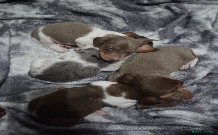Miniature Dachshund dogs - Advert 4