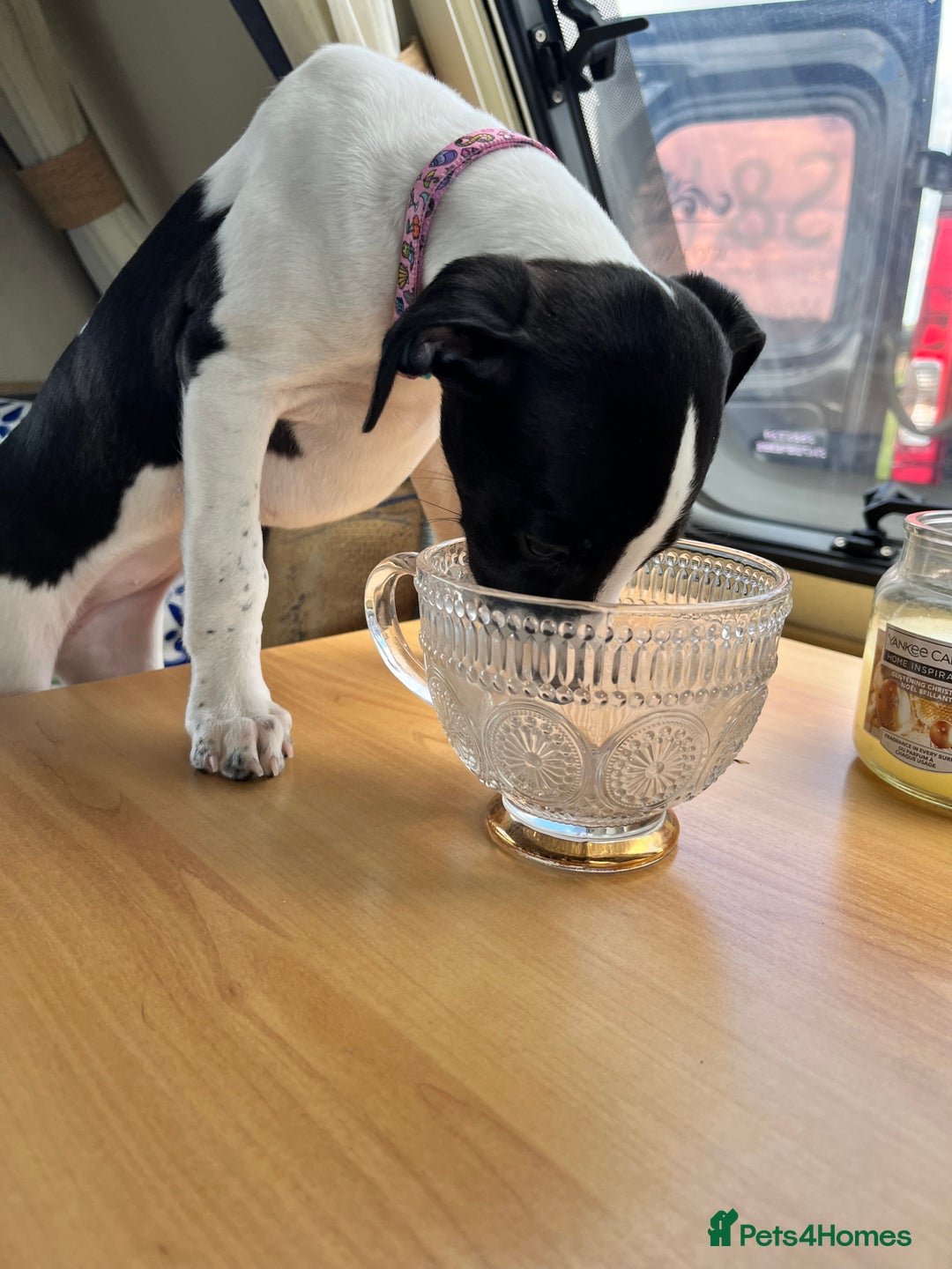 Whippet dogs for sale: Sweet Female Whippet - Advert 7