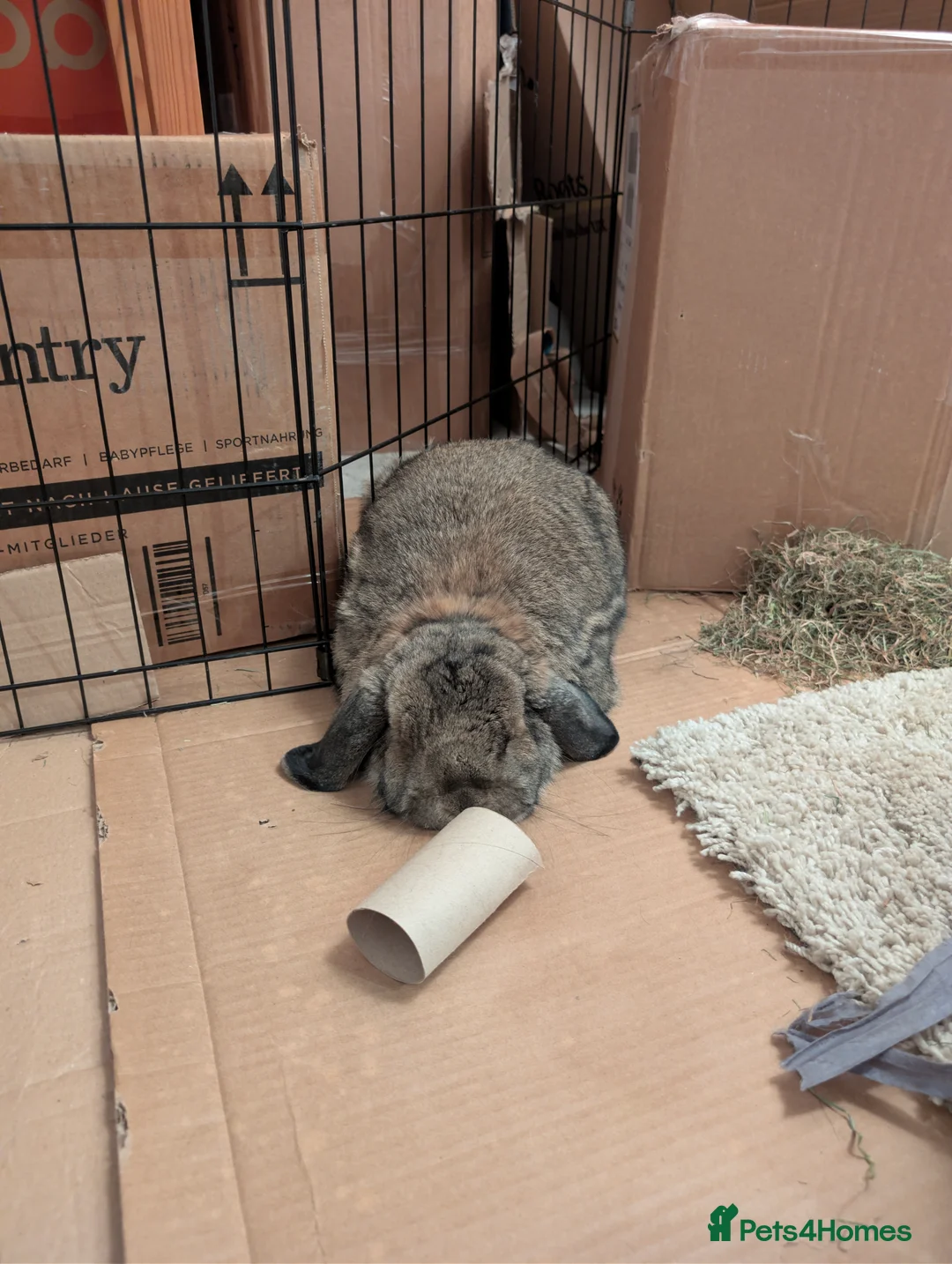 Mini Lop rabbits for sale: Grayson Mini Lop  - Advert 5