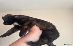 Mixed Breed dogs for sale: 6 Female Puppies  - Image 7