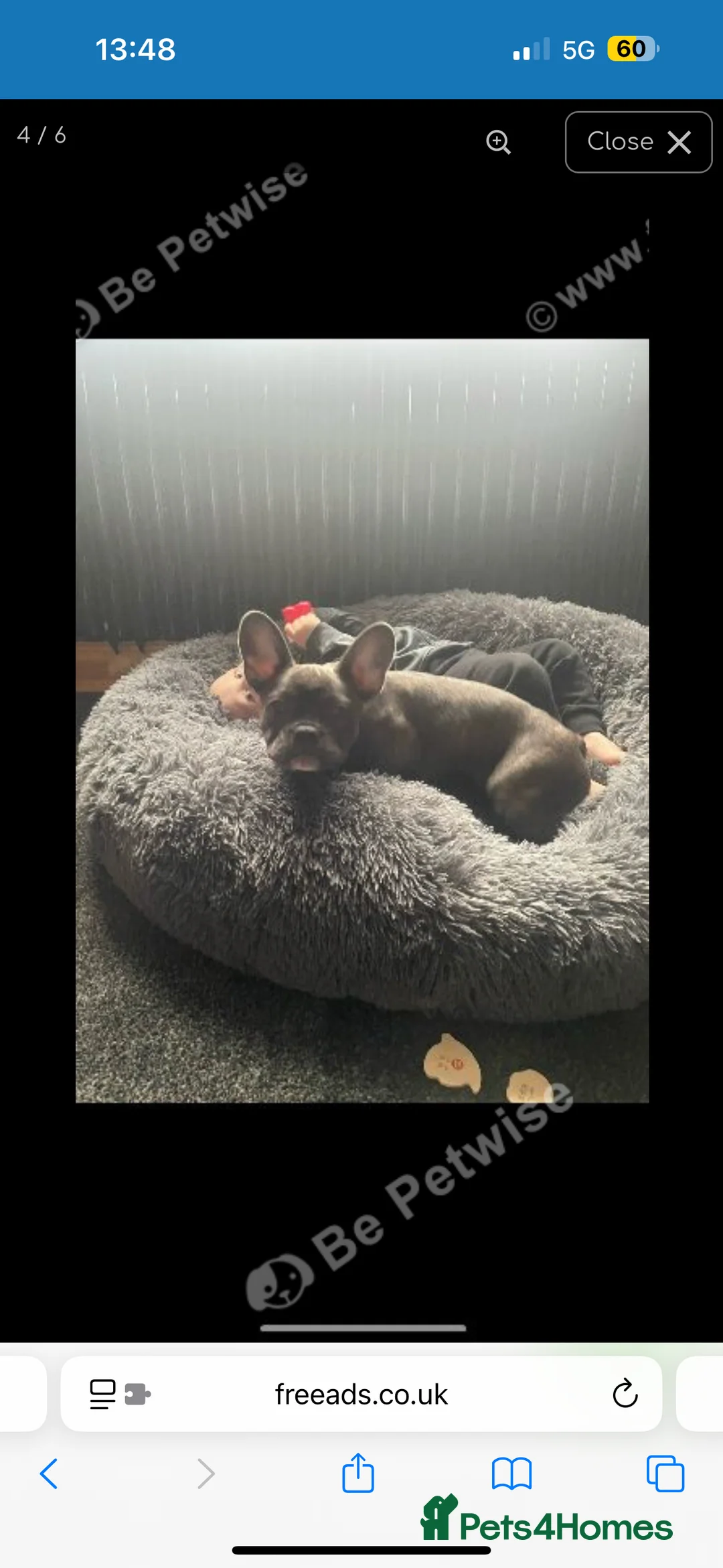 French Bulldog dogs for sale: 2 year old Female French Bulldog  in Brighouse - Advert 4