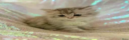 Persian cats for sale: Chinchilla persian kittens in Maidstone - Advert 5
