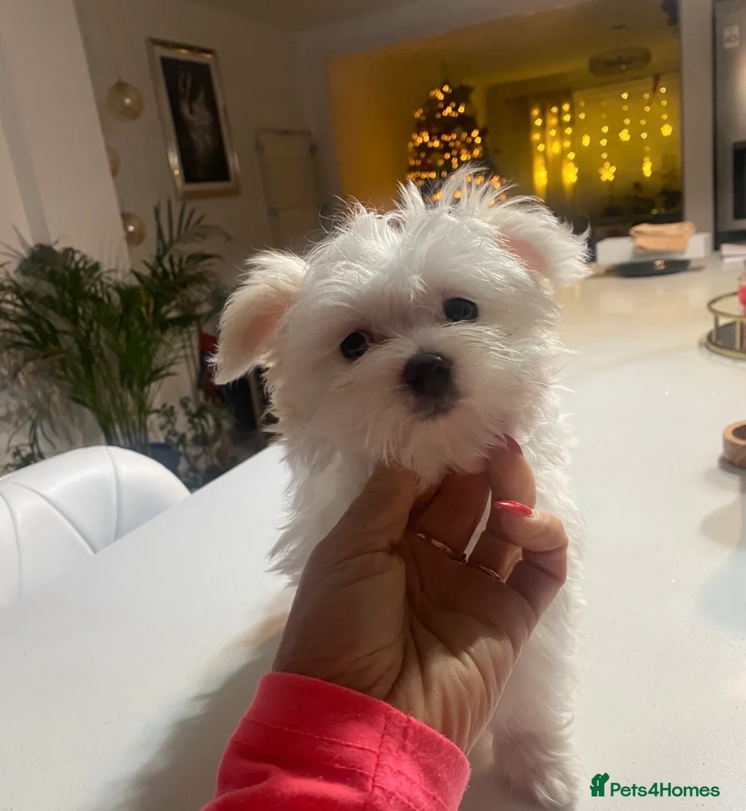 Maltese dogs for sale: ✨Outstanding KC korean bloodine Maltese puppies ✨ - Advert 2