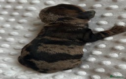 Miniature Dachshund dogs for sale: Miniature Brindle and Dapple Dachshunds  - Image 1
