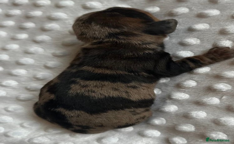 Miniature Dachshund dogs - Advert 16
