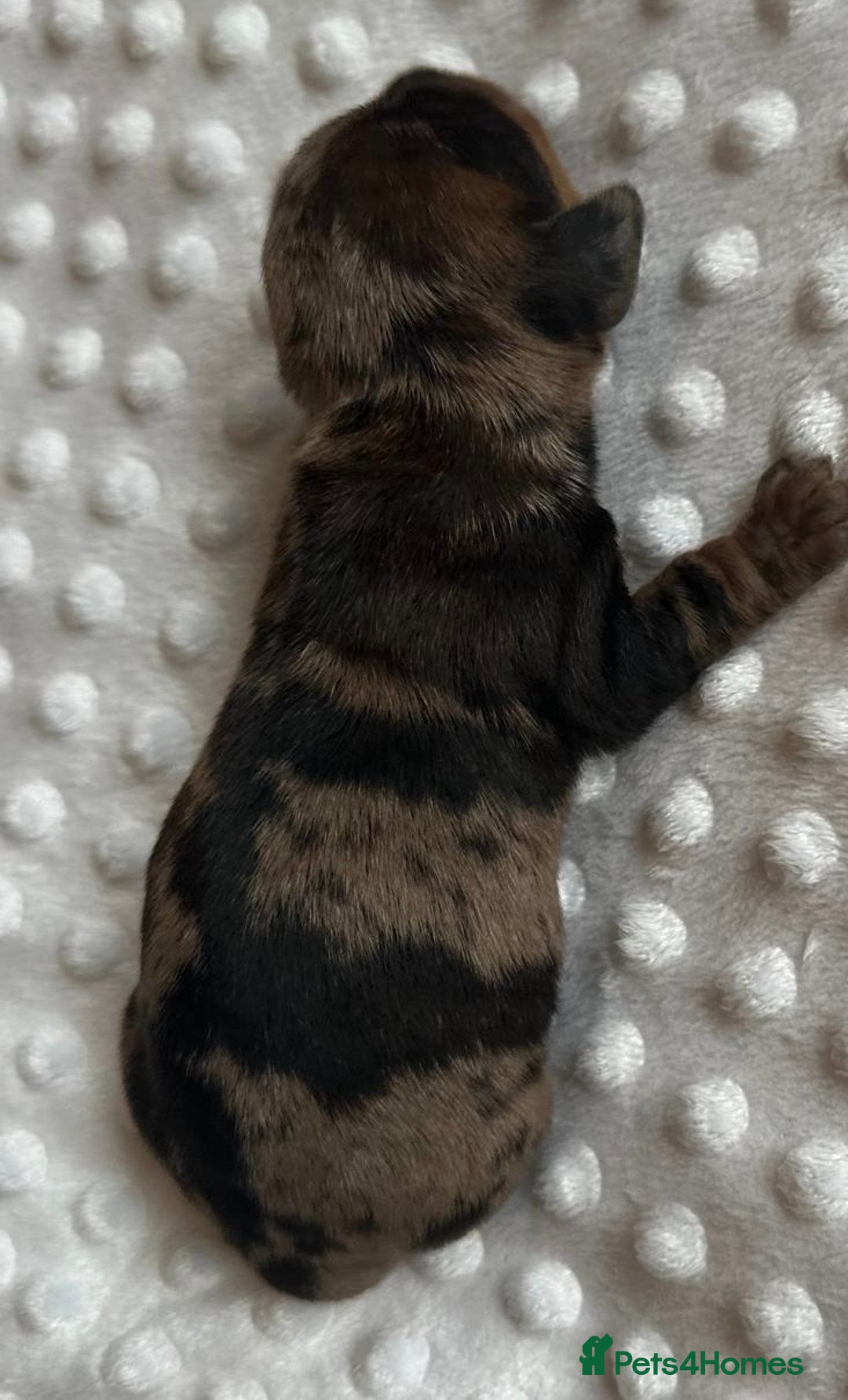Miniature Dachshund dogs for sale: Miniature Brindle and Dapple Dachshunds  - Image 1
