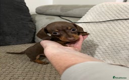 Miniature Dachshund dogs for sale: 🐾 Miniature Dachshund Puppies Available🐾 - Image 10