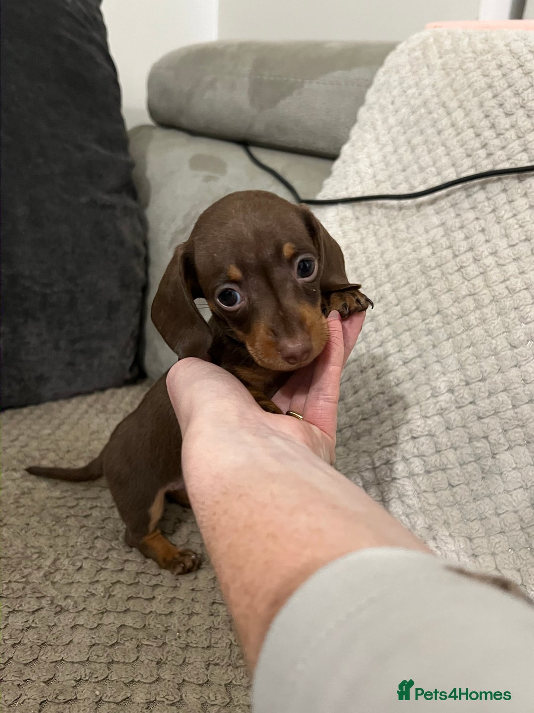 Miniature Dachshund dogs for sale: 🐾 Miniature Dachshund Puppies Available🐾 - Image 10