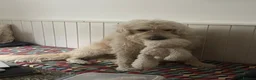 Goldendoodle dogs for stud: Proven F1 Goldendoodle for Stud in Penzance - Advert 8