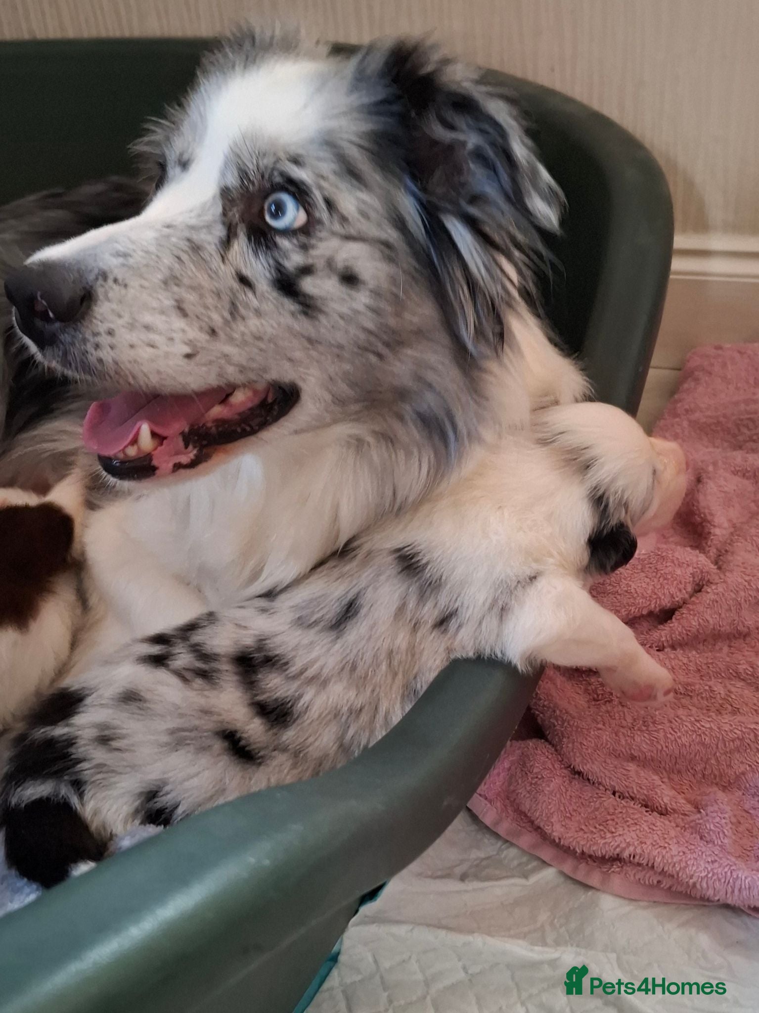 Border Collie dogs ​Long Coat Border Collie Pups Blue Merle Unique bw - Advert 1