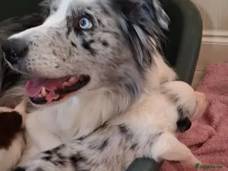Border Collie dogs Long Coat Border Collie Pups Blue Merle Unique bw - Advert 1