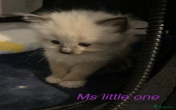 Ragdoll cats for sale: Bella’s ragdoll kittens ready December  - Image 9