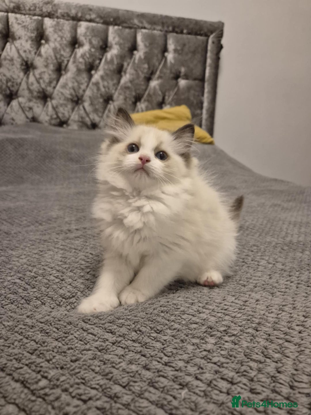 Ragdoll cats for sale: 3 Tica Registered Ragdoll Kittens For Sale  - Advert 12