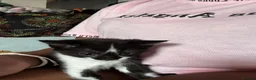Mixed Breed cats for sale: 🐱 Adorable Black &White Domestic Shorthair Kitten in Swindon - Advert 2