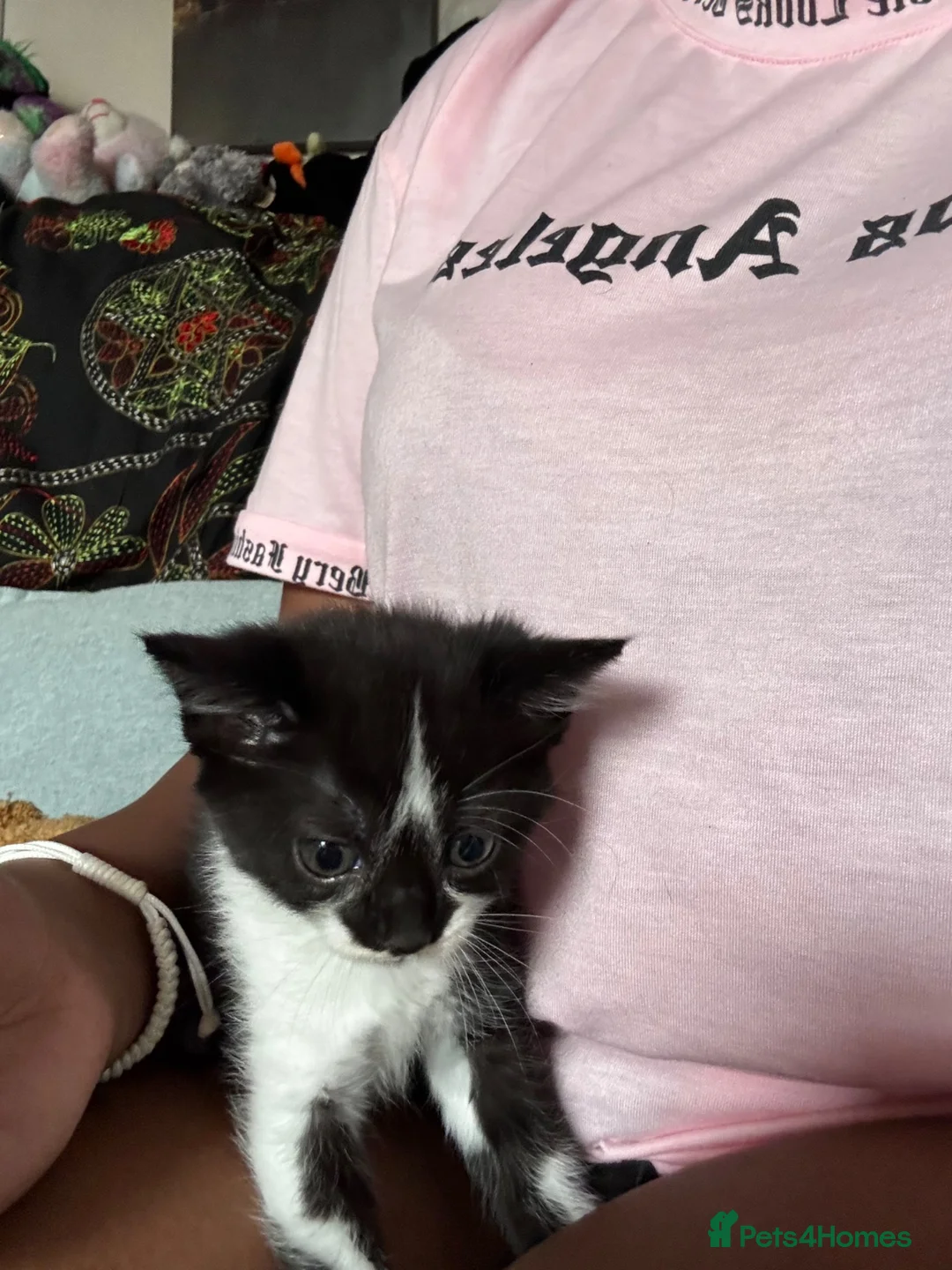Mixed Breed cats for sale: 🐱 Adorable Black &White Domestic Shorthair Kitten in Swindon - Advert 2