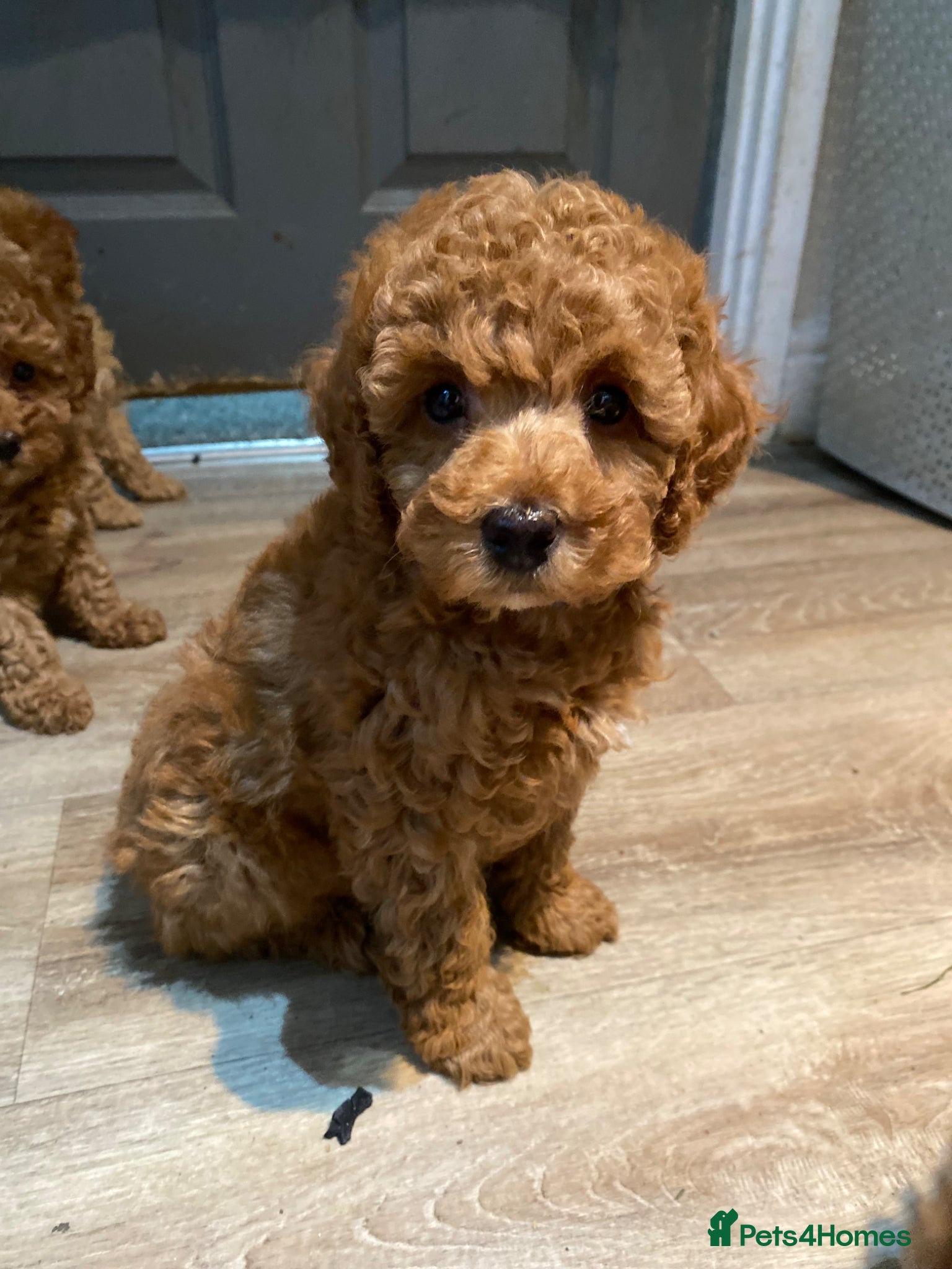 Toy Poodle dogs KC Toy Poodles Ready Now - Advert 2
