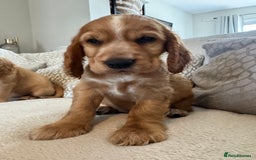 Cocker Spaniel dogs for sale: Stunning Litter KC Reg Show Cocker Spaniel Puppies - Image 15