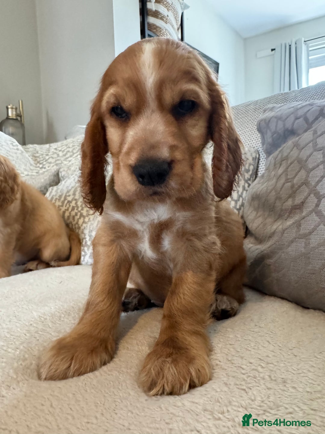 Cocker Spaniel dogs for sale: Stunning Litter KC Reg Show Cocker Spaniel Puppies - Image 15