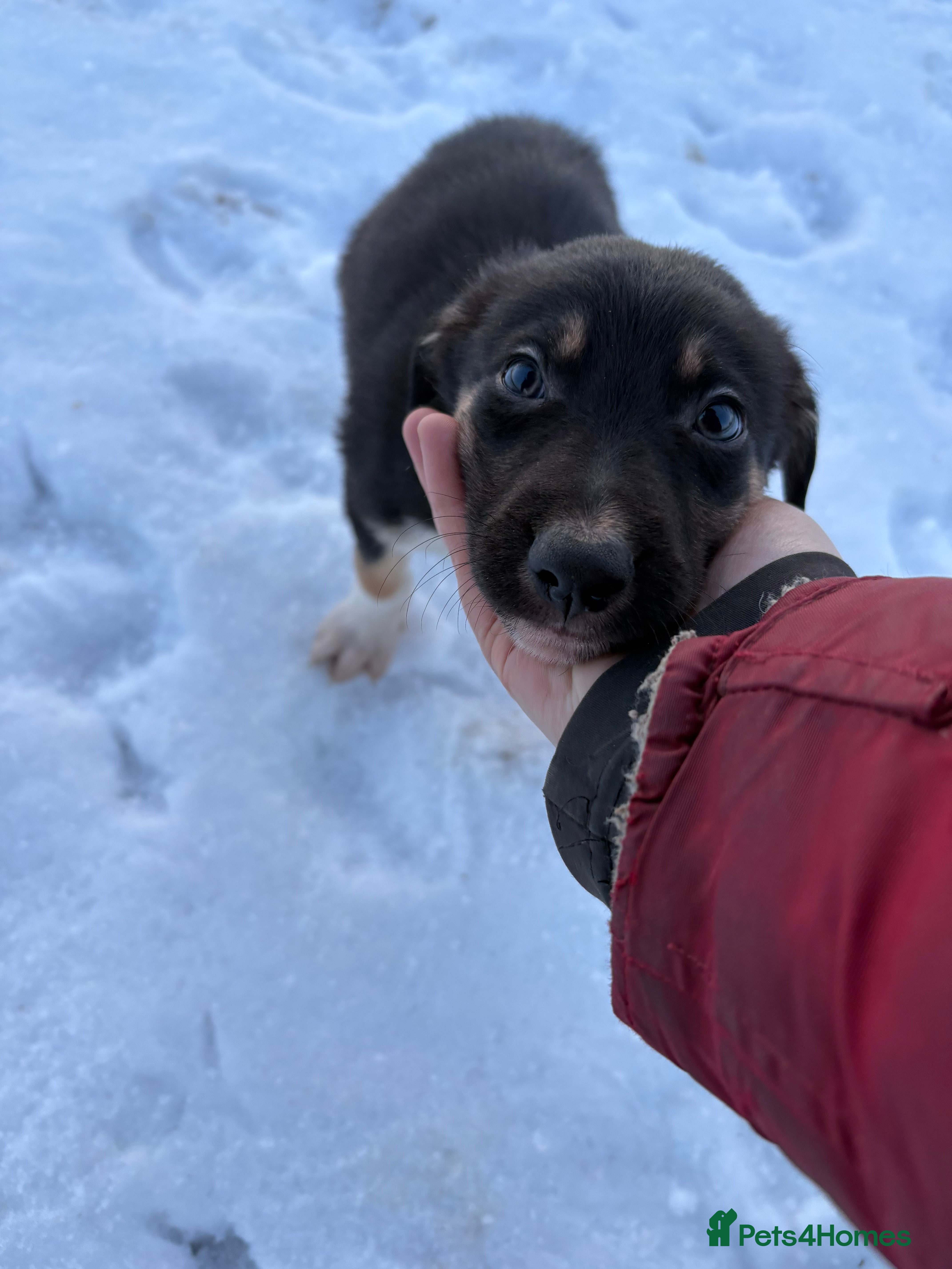Border Collie dogs Ready to leave, health checked border collies  - Advert 17