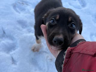 Border Collie dogs Ready to leave, health checked border collies - Advert 17