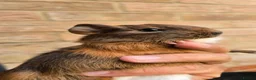 Guinea Pig rodents for sale: Baby Guinea.\nPigs - Advert 10