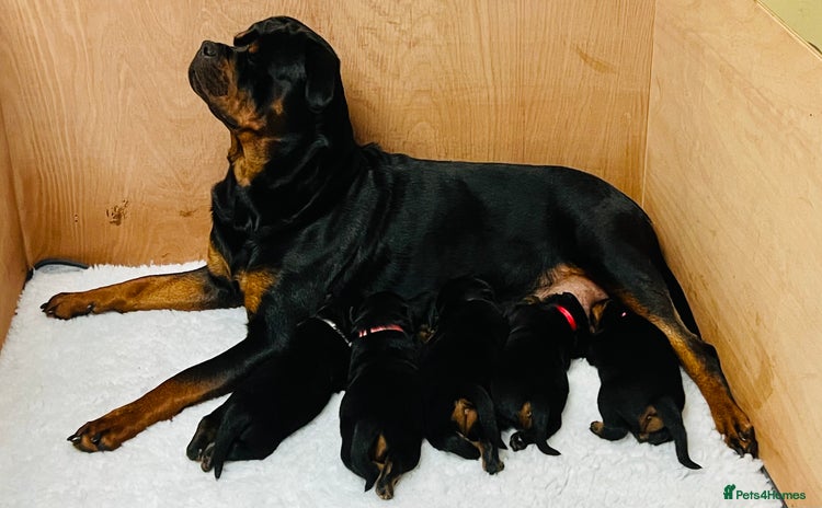 Rottweiler dogs - Advert 10