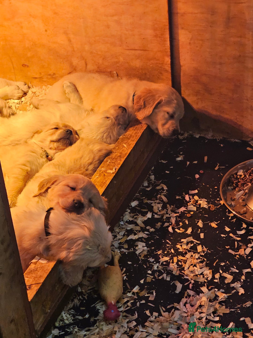 Golden Retriever dogs for sale: Golden Retriever puppy's  Ready to leave now  - Advert 2