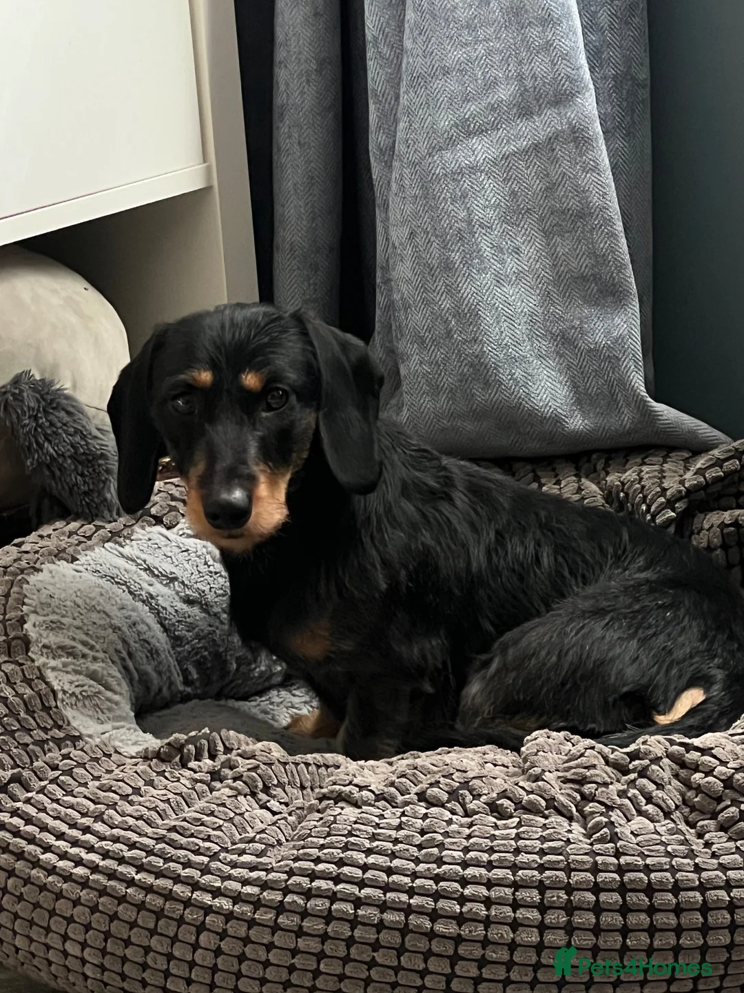 Dachshund dogs for sale: 1 year old female dachshund  in Loughborough - Advert 7
