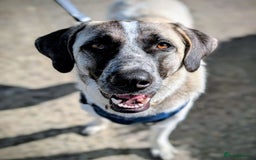 Mixed Breed dogs for sale: Beautiful GUARD DOG needs new home - Image 1