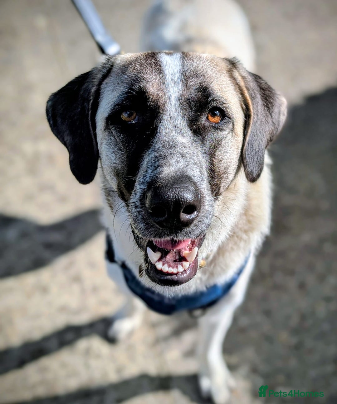 Mixed Breed dogs for sale: Beautiful GUARD DOG needs new home - Image 1