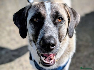 Mixed Breed dogs - Advert 3