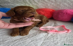 Mini Goldendoodle dogs for sale: 👑Superb Rare Toy/Mini Deepest Red Goldendoodles👑 - Image 8