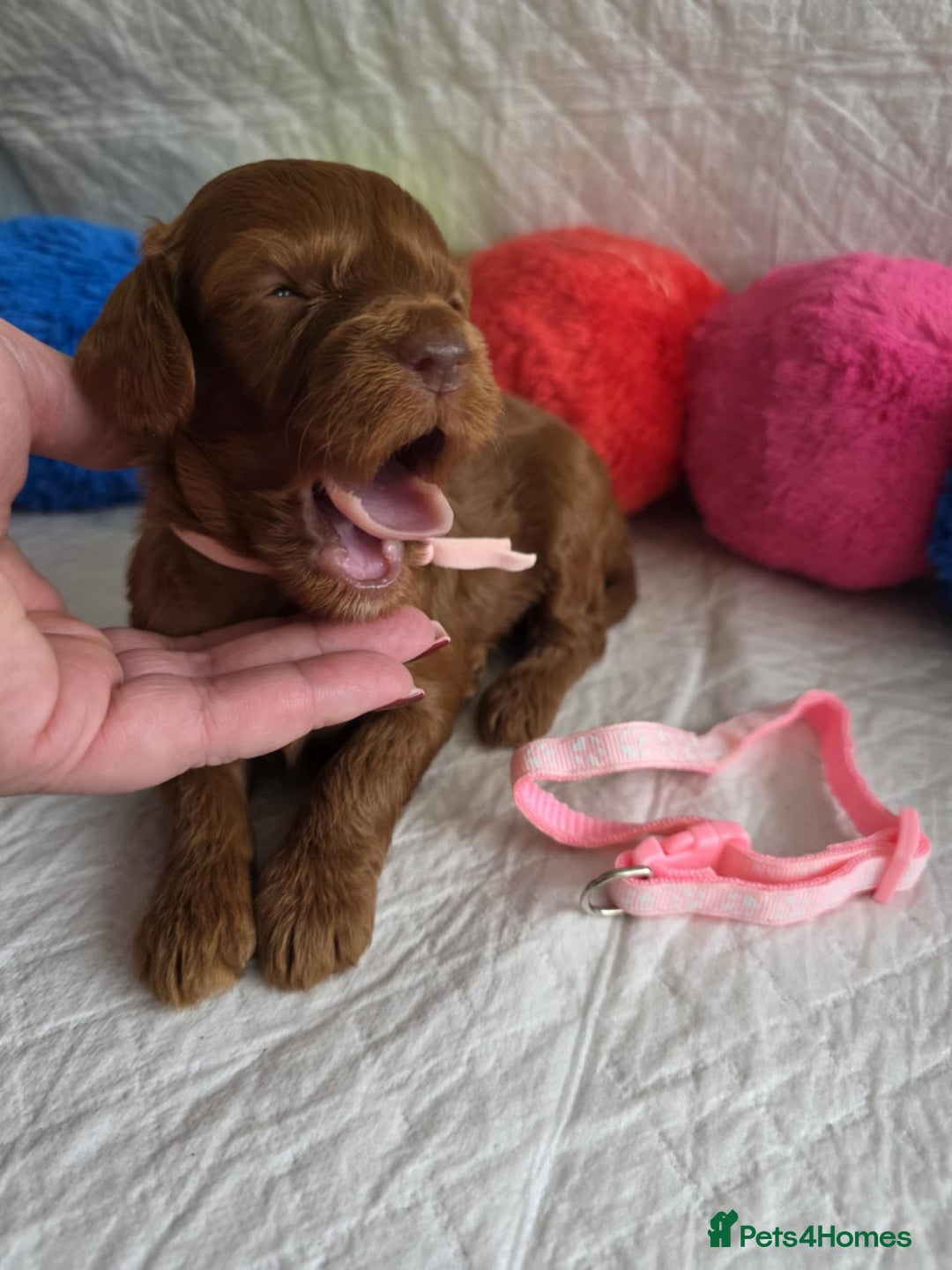 Mini Goldendoodle dogs for sale: 👑Superb Rare Toy/Mini Deepest Red Goldendoodles👑 - Image 8
