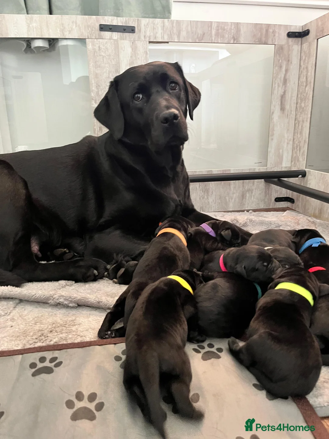 Labrador Retriever dogs for sale: KC Registered Black Labrador Puppies in Dunfermline - Advert 1