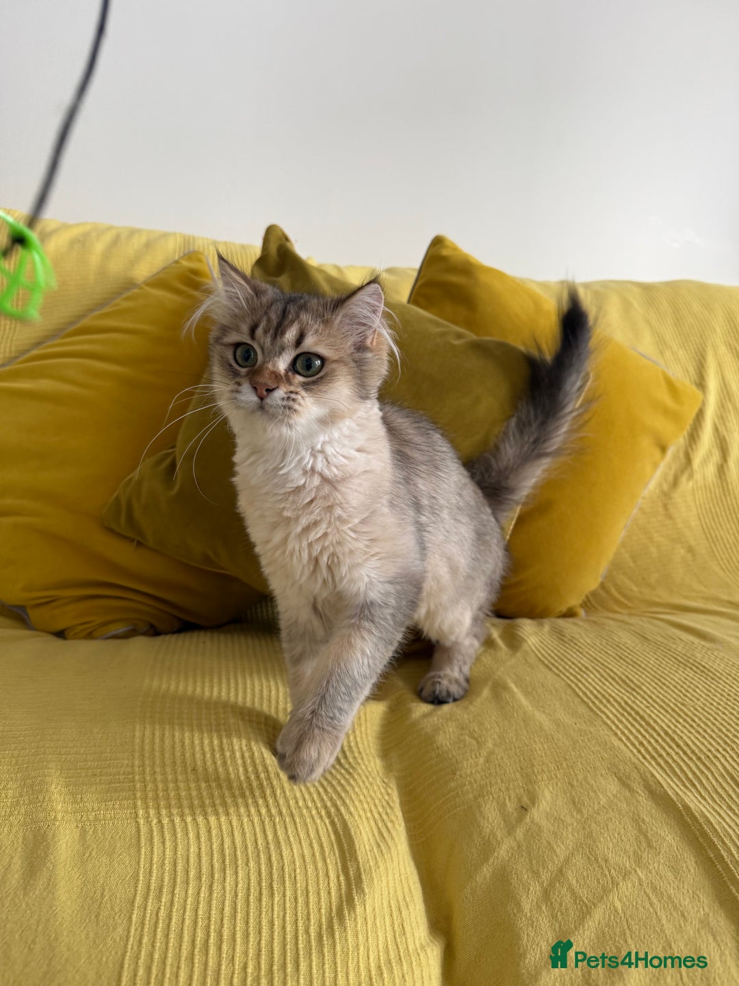 British Longhair cats for sale: British Longhair Kitten for sale  - Image 6
