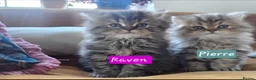 Persian cats for sale: Beautiful Persian Kittens – 2 Girls & 1 Boy - Advert 15