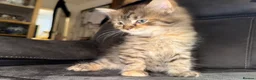 Maine Coon cats for sale: Stunning Maine Coon X Kittens Needing New Homes! - Advert 4