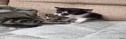 British Shorthair cats for sale: Tabby and black & white left - Advert 6