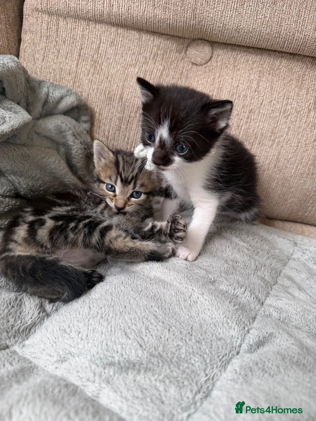 British Shorthair cats for sale: Tabby and black & white left - Advert 6