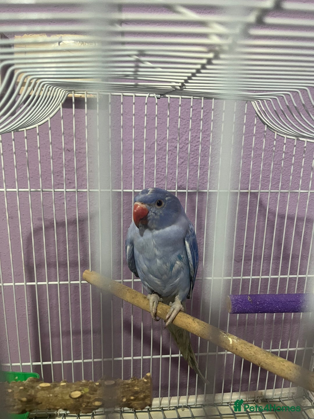 Ringnecks birds for sale: Voilot coloured ringneck for sale  - Image 1