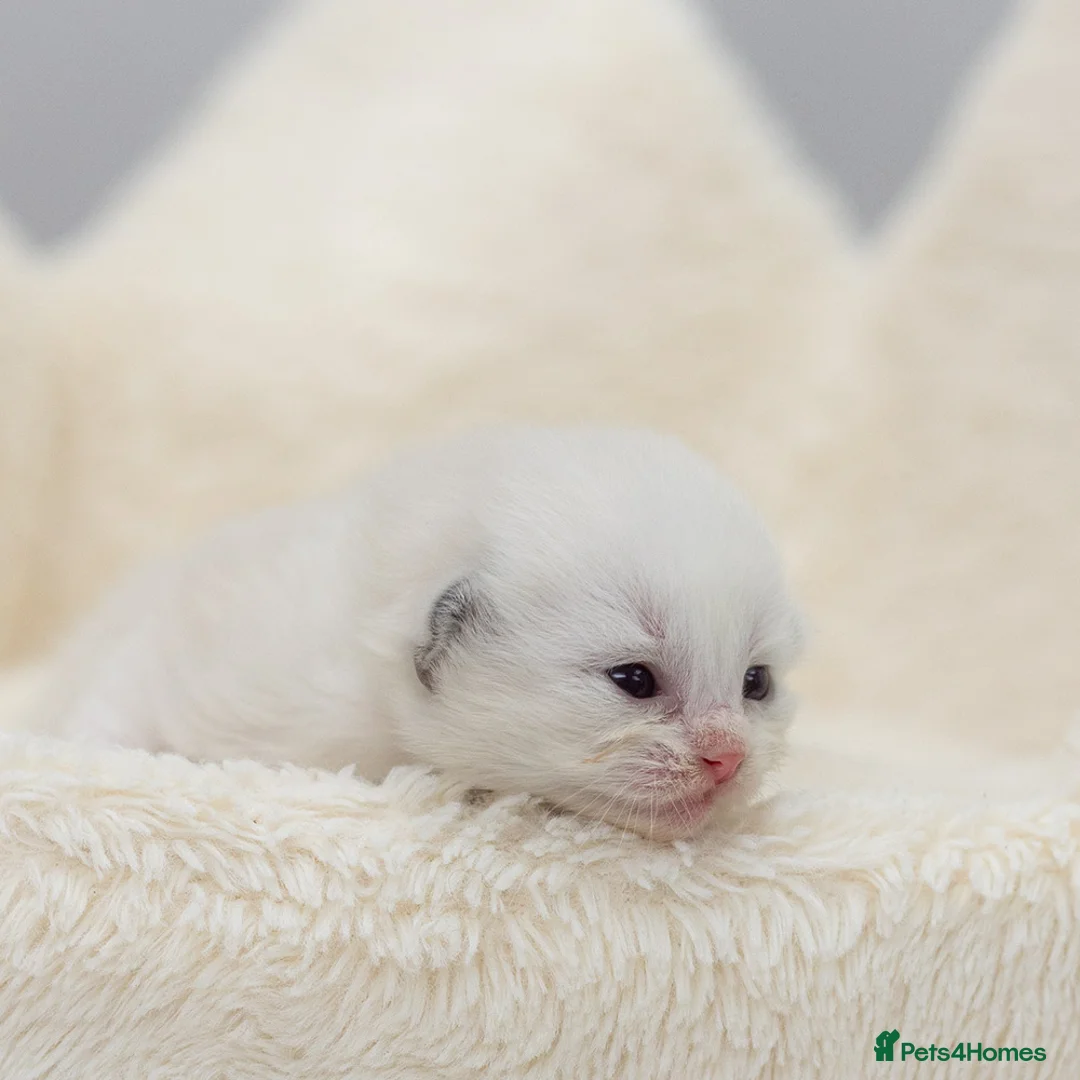 Ragdoll cats for sale: Ragdoll Kitten Boy LRDA Champion Bloodline! - Advert 3