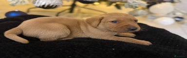 Labrador Retriever Puppy 6 white collar 