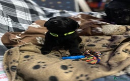 Labrador Retriever dogs for sale: 1 male Labrador puppy - Image 10