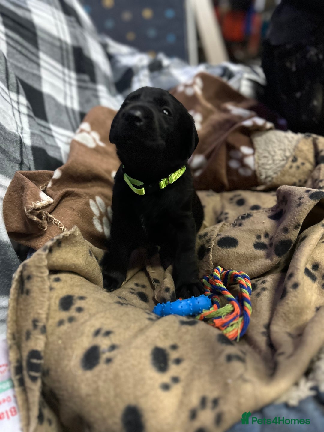 Labrador Retriever dogs for sale: 1 male Labrador puppy - Image 10