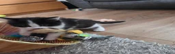 Mixed Breed cats for sale: Male kitten - Advert 3