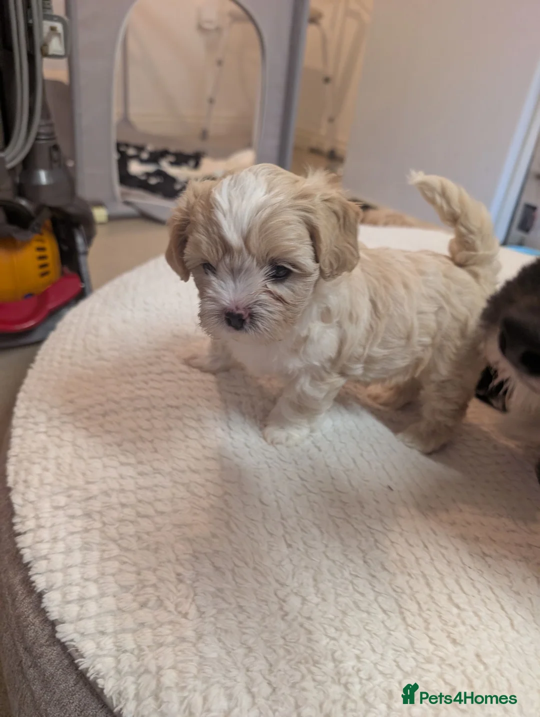 Shihpoo dogs for sale: Gorgeous shih-poo puppies - Advert 2