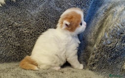 Scottish Fold cats for sale: Six little wonders looking for a new home - Image 2