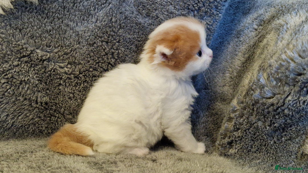 Scottish Fold cats for sale: Six little wonders looking for a new home - Image 2