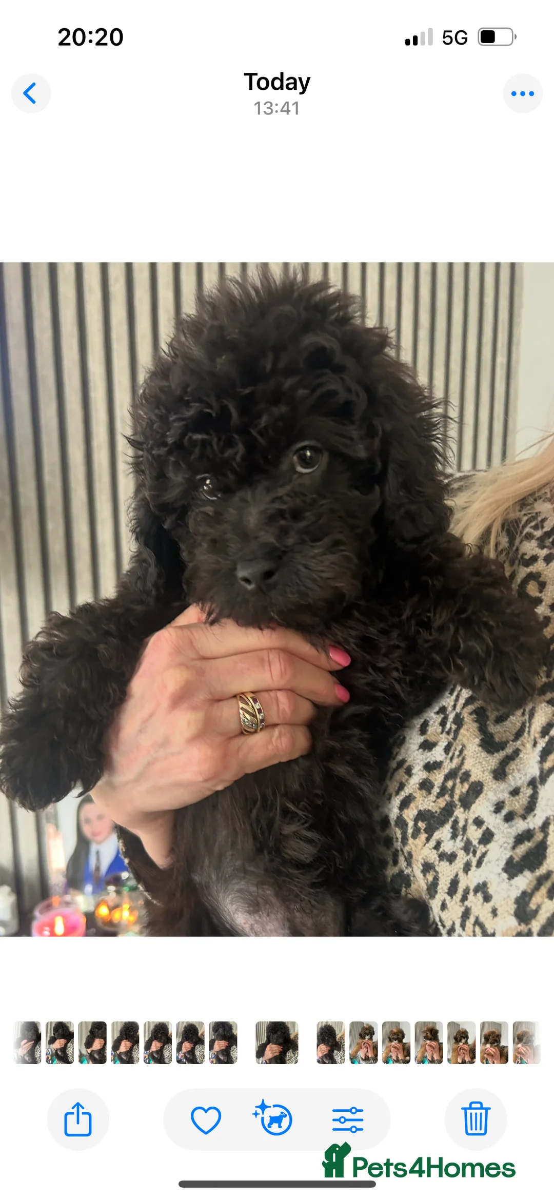 Cavapoo dogs for sale: BEAUTIFUL TOY CAVAPOOS - Advert 18